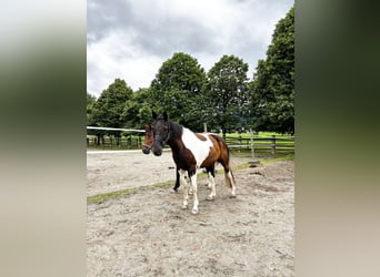 Paint Horse, Wallach, 12 Jahre, 158 cm, Schecke