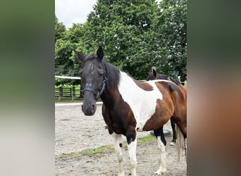 Paint Horse, Wallach, 12 Jahre, 158 cm, Schecke