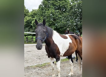Paint Horse, Wallach, 12 Jahre, 158 cm, Schecke