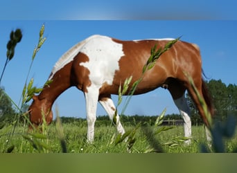 Paint Horse Mix, Wallach, 12 Jahre, 160 cm, Schecke