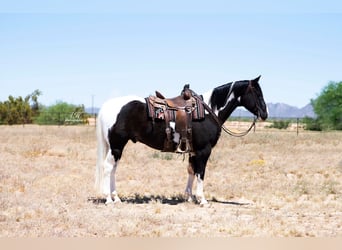 Paint Horse, Wallach, 12 Jahre, Rappe
