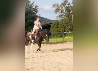 Paint Horse Mix, Wallach, 13 Jahre, 135 cm, Schecke