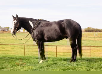 Paint Horse, Wallach, 13 Jahre, 145 cm, Rappe