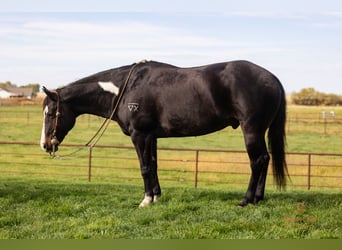 Paint Horse, Wallach, 13 Jahre, 145 cm, Rappe