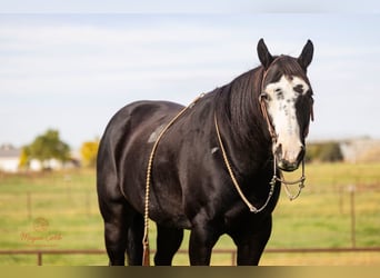 Paint Horse, Wallach, 13 Jahre, 145 cm, Rappe