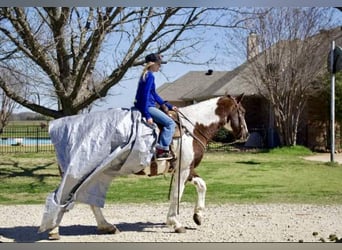 Paint Horse, Wallach, 13 Jahre, 150 cm, Schecke