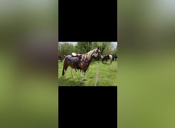 Paint Horse, Wallach, 13 Jahre, 150 cm, Tovero-alle-Farben