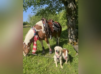 Paint Horse, Wallach, 13 Jahre, 150 cm, Tovero-alle-Farben