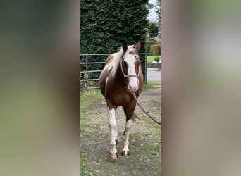Paint Horse, Wallach, 13 Jahre, 150 cm, Tovero-alle-Farben