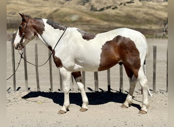 Paint Horse, Wallach, 13 Jahre, 152 cm, Tobiano-alle-Farben