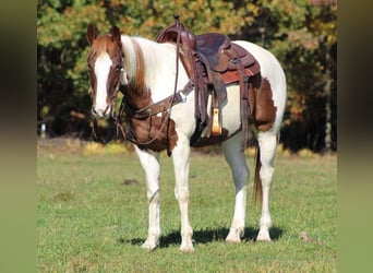Paint Horse, Wallach, 13 Jahre, 152 cm