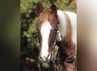 Paint Horse, Wallach, 13 Jahre, 152 cm