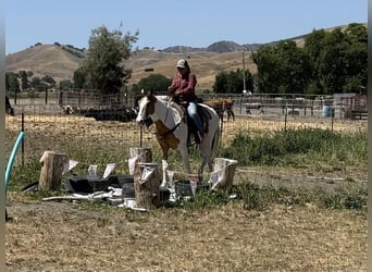 Paint Horse, Wallach, 13 Jahre, 155 cm, Buckskin