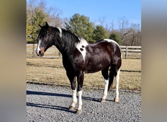 Paint Horse, Wallach, 13 Jahre, 163 cm
