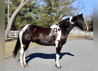 Paint Horse, Wallach, 13 Jahre, 163 cm