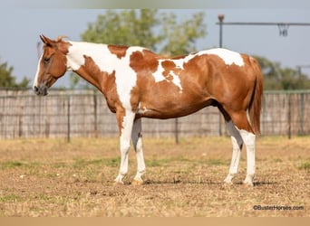 Paint Horse, Wallach, 13 Jahre, Rotfuchs