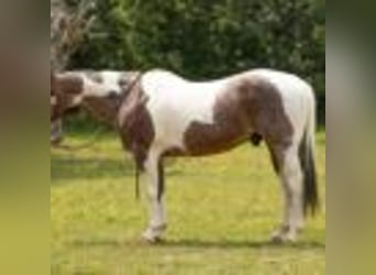 Paint Horse, Wallach, 14 Jahre, 147 cm, Tobiano-alle-Farben