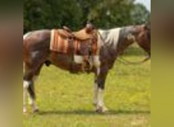 Paint Horse, Wallach, 14 Jahre, 147 cm, Tobiano-alle-Farben