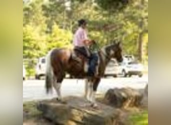 Paint Horse, Wallach, 14 Jahre, 147 cm, Tobiano-alle-Farben