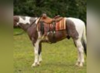Paint Horse, Wallach, 14 Jahre, 147 cm, Tobiano-alle-Farben