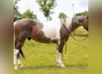Paint Horse, Wallach, 14 Jahre, 147 cm, Tobiano-alle-Farben