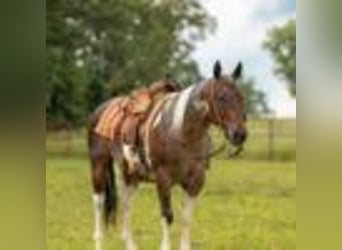 Paint Horse, Wallach, 14 Jahre, 147 cm, Tobiano-alle-Farben