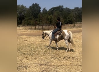 Paint Horse, Wallach, 14 Jahre, 150 cm, Palomino