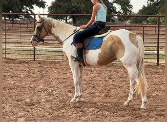 Paint Horse, Wallach, 14 Jahre, 150 cm, Palomino
