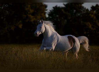 Paint Horse, Wallach, 14 Jahre, 151 cm, White