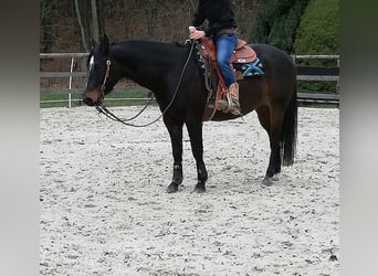 Paint Horse, Wallach, 14 Jahre, 155 cm, Dunkelbrauner