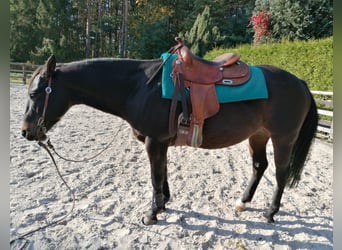 Paint Horse, Wallach, 14 Jahre, 155 cm, Dunkelbrauner