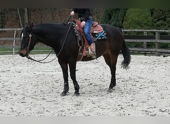 Paint Horse, Wallach, 14 Jahre, 155 cm, Dunkelbrauner