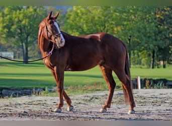 Paint Horse, Wallach, 14 Jahre, 158 cm, Fuchs