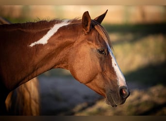 Paint Horse, Wallach, 15 Jahre, 153 cm