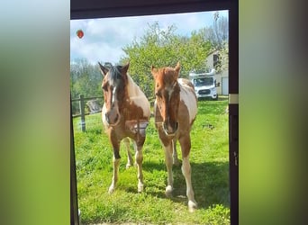 Paint Horse, Wallach, 15 Jahre, 154 cm, Tobiano-alle-Farben