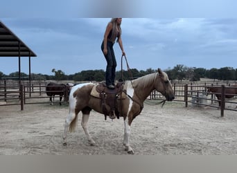 Paint Horse, Wallach, 15 Jahre, 155 cm, Palomino