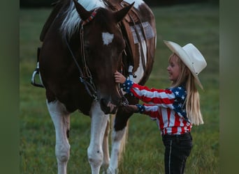 Paint Horse, Wallach, 15 Jahre, 160 cm, Schecke