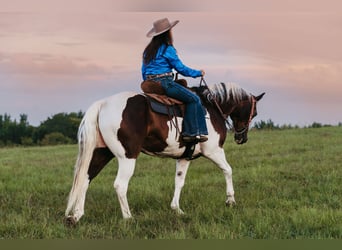 Paint Horse, Wallach, 15 Jahre, 160 cm, Schecke