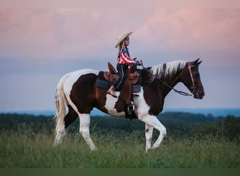 Paint Horse, Wallach, 15 Jahre, 160 cm, Schecke