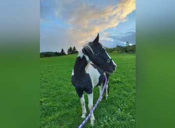 Paint Horse, Wallach, 15 Jahre, 160 cm, Schecke