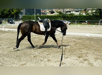 Paint Horse, Wallach, 15 Jahre, 160 cm, Schwarzbrauner