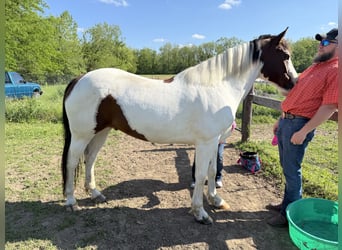 Paint Horse, Wallach, 15 Jahre, Schecke
