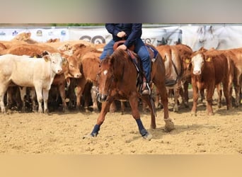 Paint Horse, Wallach, 16 Jahre, Fuchs