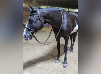 Paint Horse Mix, Wallach, 17 Jahre, 152 cm, Rappe