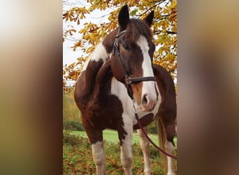 Paint Horse Mix, Wallach, 18 Jahre, 162 cm, Schecke