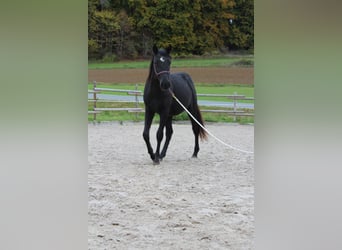 Paint Horse, Wallach, 1 Jahr, 142 cm, Rappe