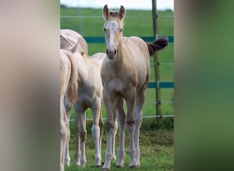 Paint Horse, Wallach, 1 Jahr, 150 cm, Champagne