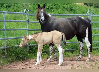 Paint Horse, Wallach, 1 Jahr, 150 cm, Champagne