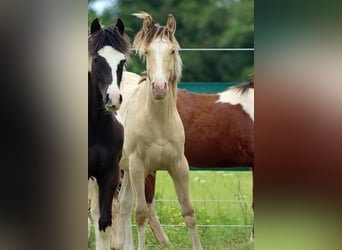 Paint Horse, Wallach, 1 Jahr, 150 cm, Champagne