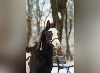 Paint Horse, Wallach, 1 Jahr, 150 cm, Overo-alle-Farben